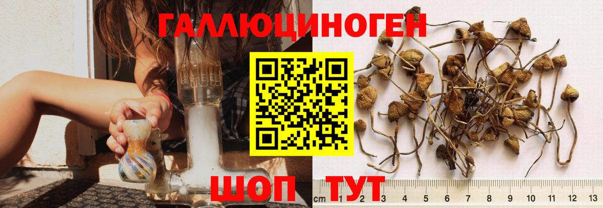 Псилоцибиновые грибы Psilocybine cubensis Советский